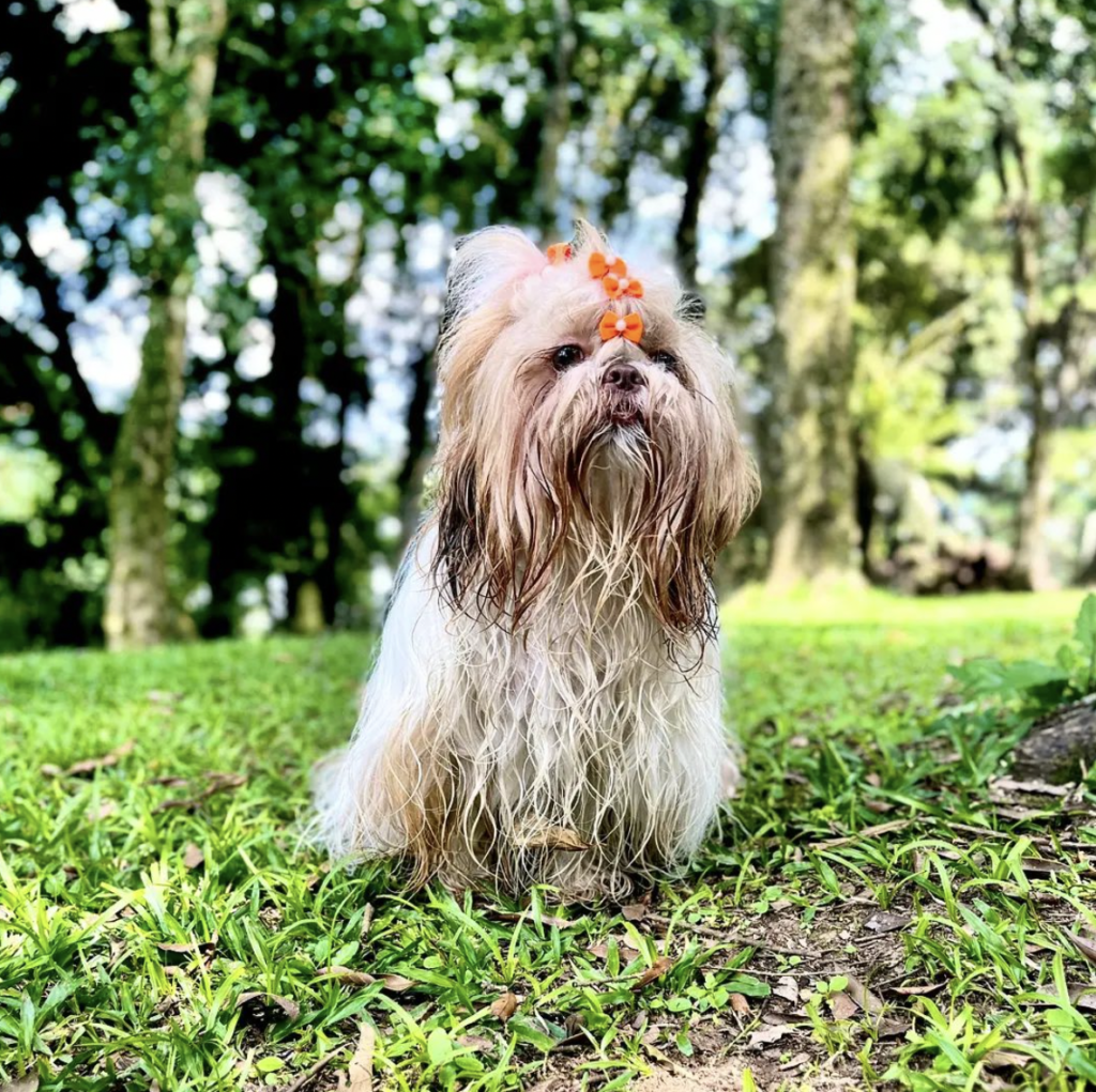 Shih Tzu Puppies