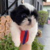 Male Shih Tzu Puppy