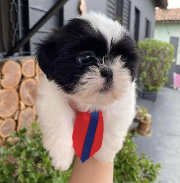 Male Shih Tzu Puppy