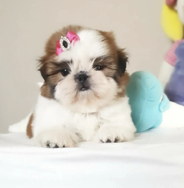 Female Shih Tzu Puppy