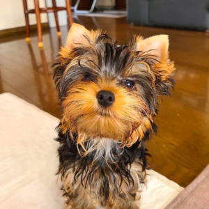 Male T-Cup Yorkie Puppy