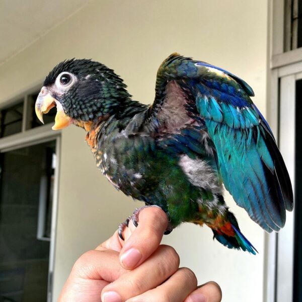 Baby Bronze-winged Parrot - Image 3