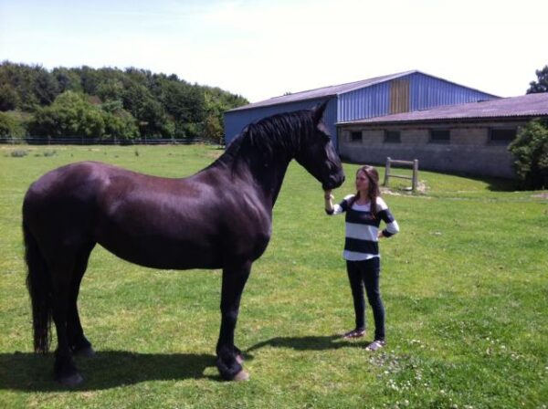 Friesian Horse - Image 2