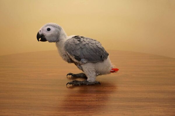 Baby African Grey Parrots - Image 2