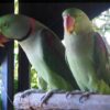 ALEXANDRINE RINGNECK PARAKEET PARROTS - Image 4