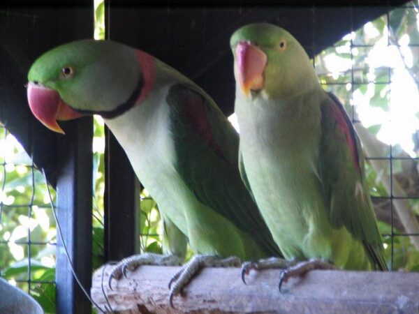 ALEXANDRINE RINGNECK PARAKEET PARROTS - Image 4