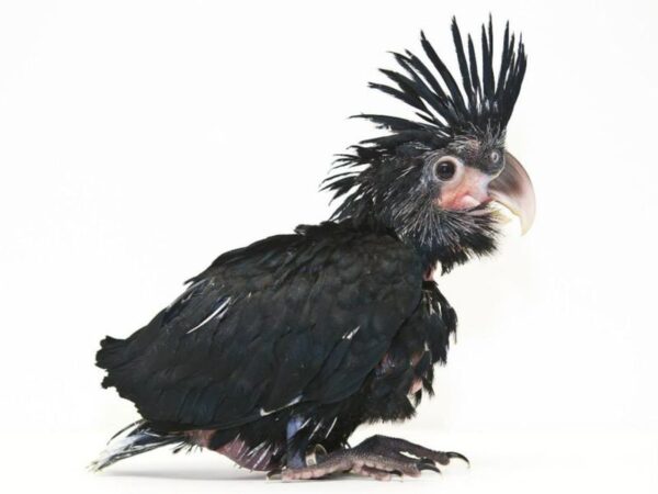 black palm cockatoo chick - Image 2