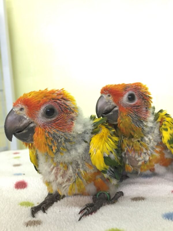 Baby Sun Conure - Image 2