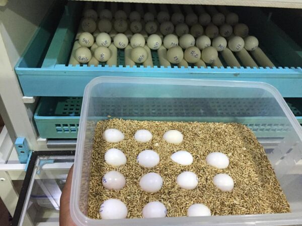 Fertile African Grey Eggs