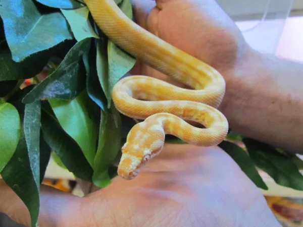 Albino Darwin Carpet Pythons - Image 2