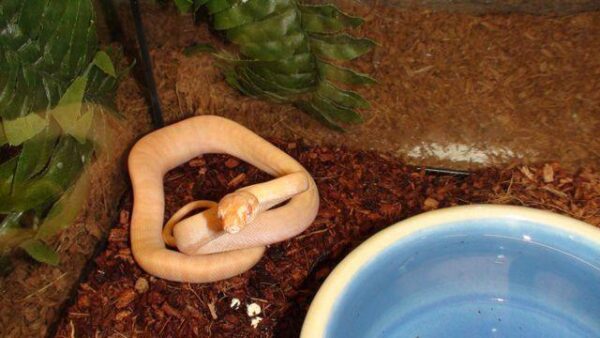 Albino Darwin Carpet Pythons - Image 4