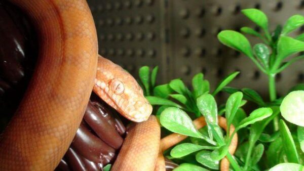 Albino Darwin Carpet Pythons - Image 5