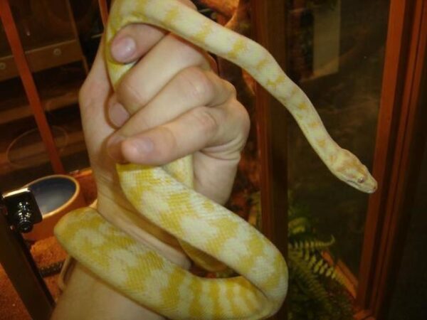 Albino Darwin Carpet Pythons - Image 6