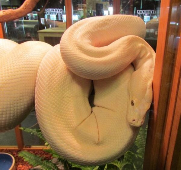 Albino Olive Pythons - Image 2