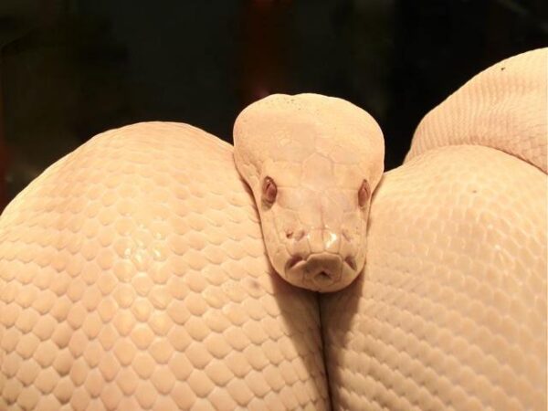 Albino Olive Pythons - Image 3