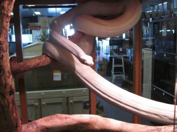 Albino Olive Pythons - Image 4