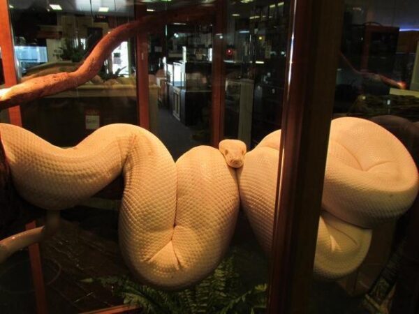 Albino Olive Pythons - Image 7