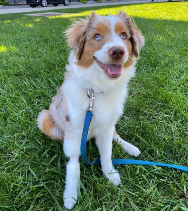 Female Australian Shepherd Puppies - Image 2