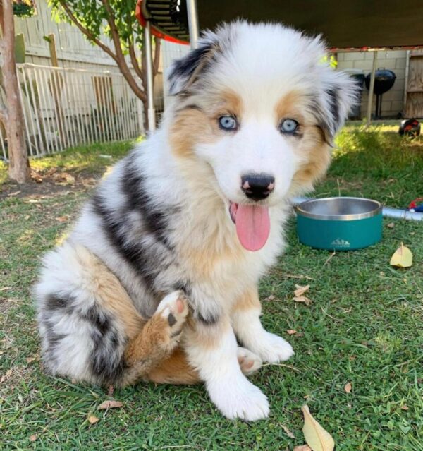 Female Australian Shepherd Puppies