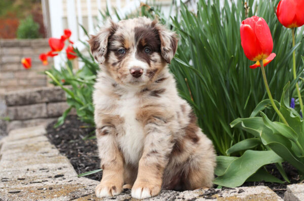 Male and Female Aussie Puppies - Image 4