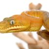 Baby Amazon Basin Emerald Tree Boa - Image 7