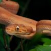 Baby Amazon Basin Emerald Tree Boa - Image 3