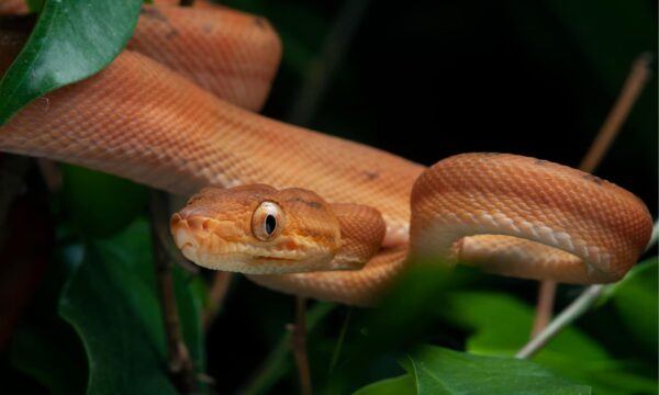 Baby Amazon Basin Emerald Tree Boa - Image 3