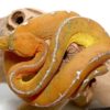 Baby Amazon Basin Emerald Tree Boa - Image 4