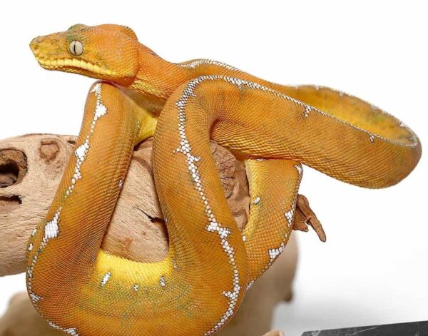 Baby Amazon Basin Emerald Tree Boa