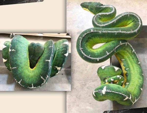 Baby Amazon Basin Emerald Tree Boa - Image 6