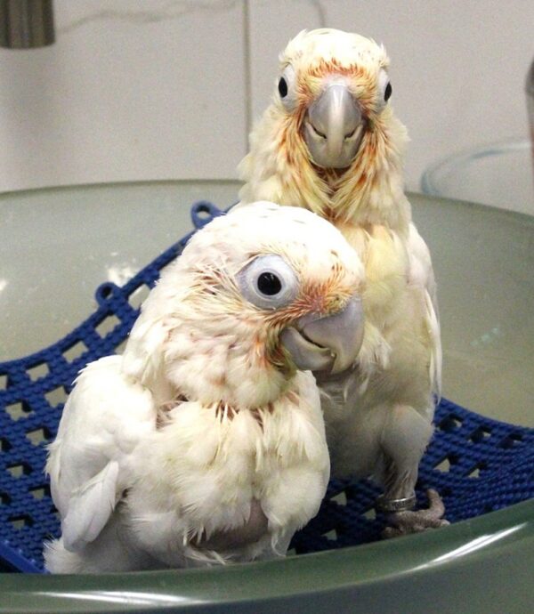 Goffin cockatoo chicks - Image 2