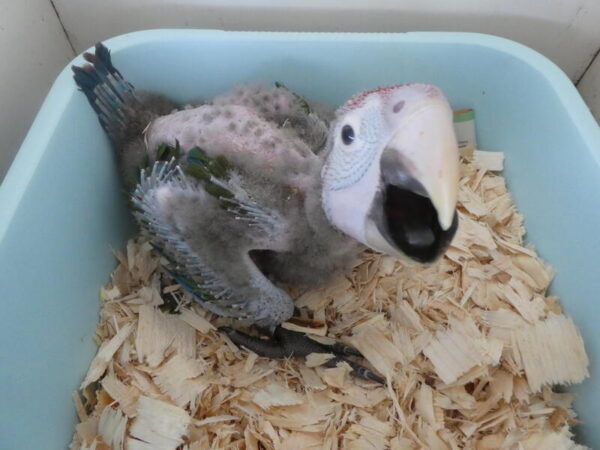 Baby Greenwing Macaw parrots - Image 2