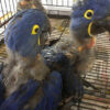Baby Hyacinth macaws - Image 4