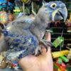 Baby Hyacinth macaws - Image 3