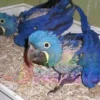 Baby Hyacinth macaws