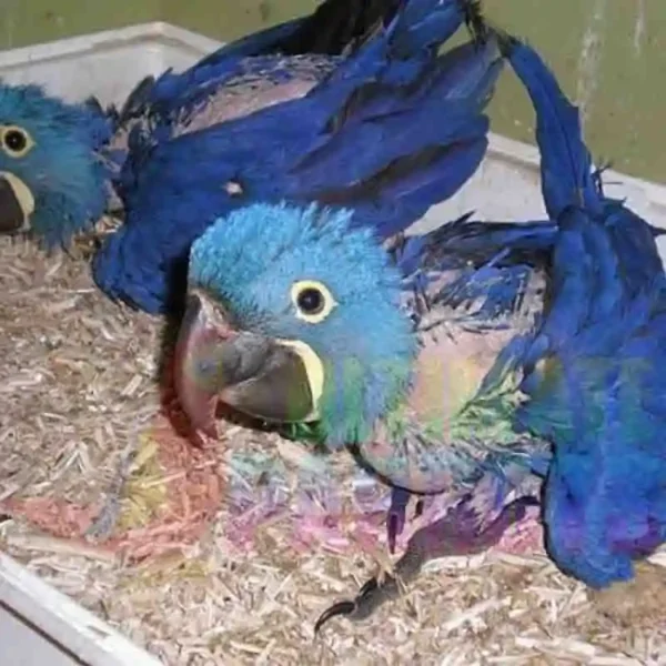 Baby Hyacinth macaws