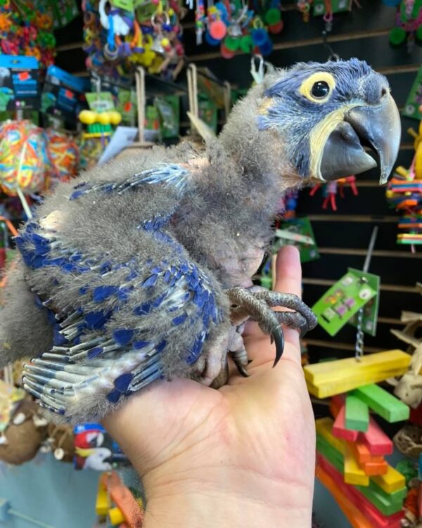 Baby Hyacinth macaws - Image 3