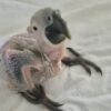 Baby Hyacinth macaws - Image 5