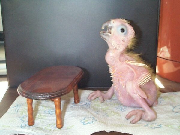 Baby Moluccan Cockatoos - Image 3