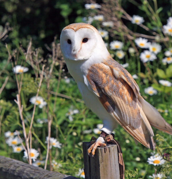 Barn Owls - Image 3