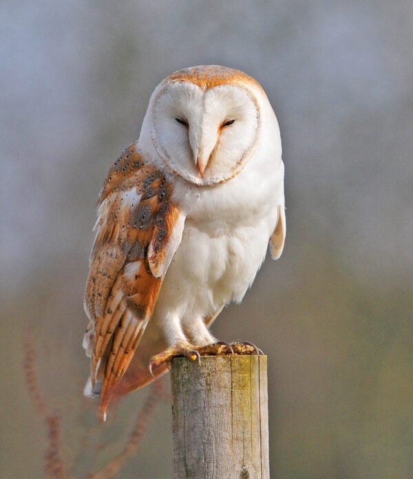 Barn Owls