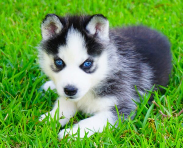 Female Siberian Husky Puppy