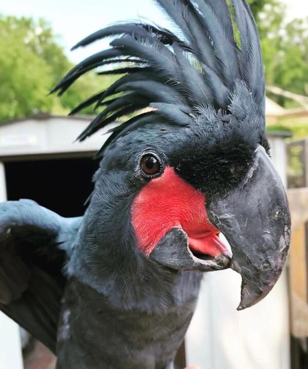 Black Palm Cockatoos Parrot