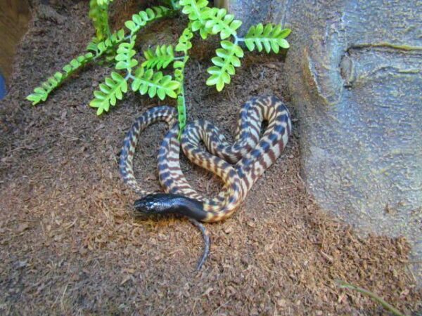 Blackheaded Pythons