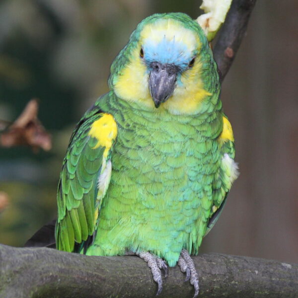 Blue Fronted Amazons - Image 3