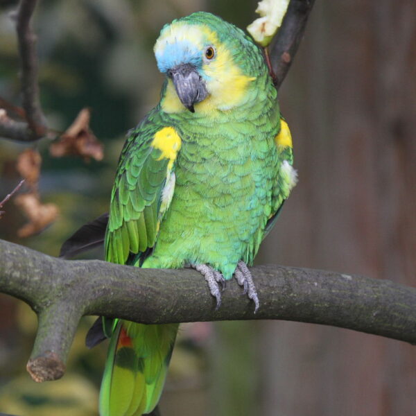 Blue Fronted Amazons - Image 4