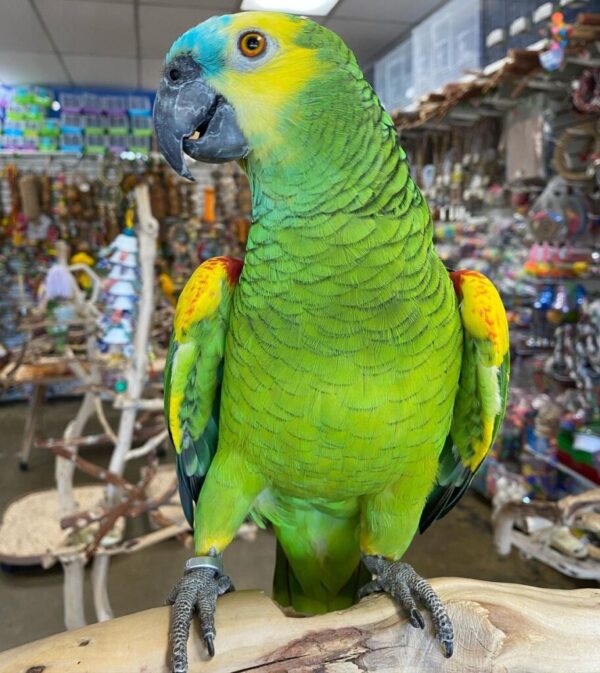 Blue Fronted Amazons