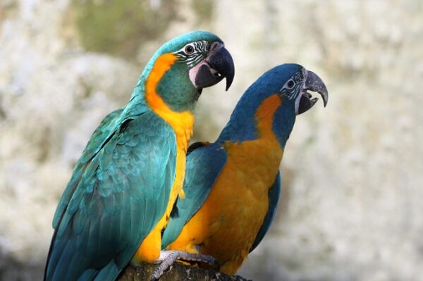 Blue Throated Macaw Parrots - Image 2