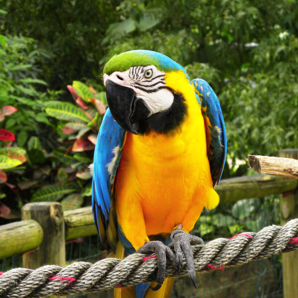 Blue and Gold Macaw Parrots - Image 3