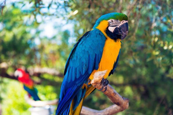 Blue and Gold Macaw Parrots - Image 2